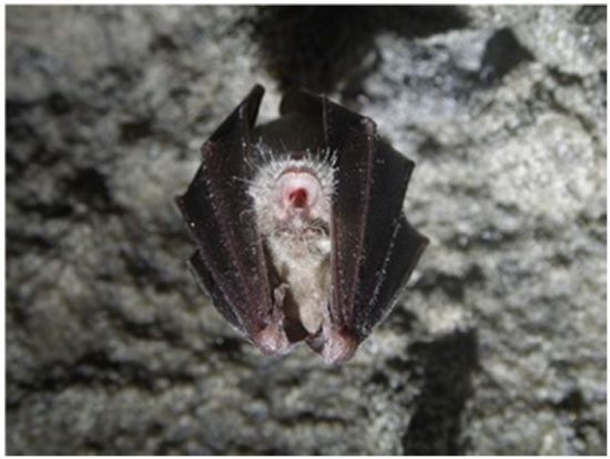 Greater horseshoe bat (Rhinolophus ferrumequinum) (Source: Archives of the State Institute for Environmental Protection, Photo: Daniela Hamidović)