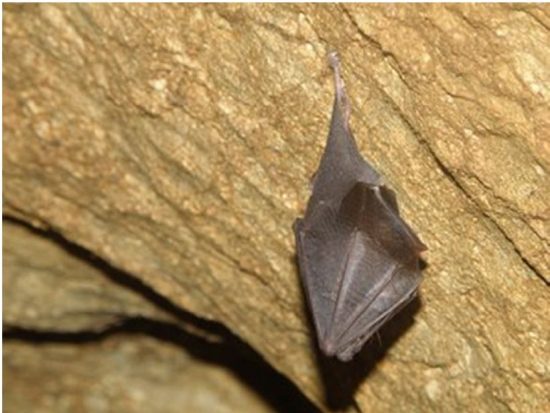 Lesser horseshoe bat (Rhinolophus hipposideros) (Source: Archives of the State Institute for Environmental Protection, Photo: Daniela Hamidović)
